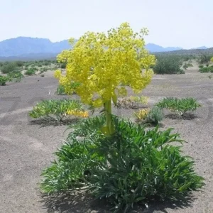 آنغوزه