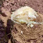 آنغوزه