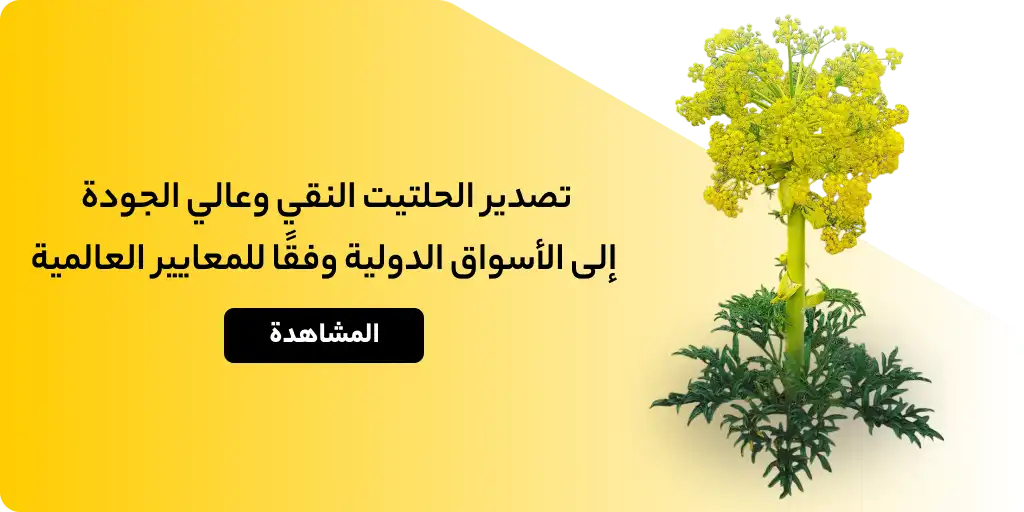 حلتيت