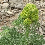 آنغوزه